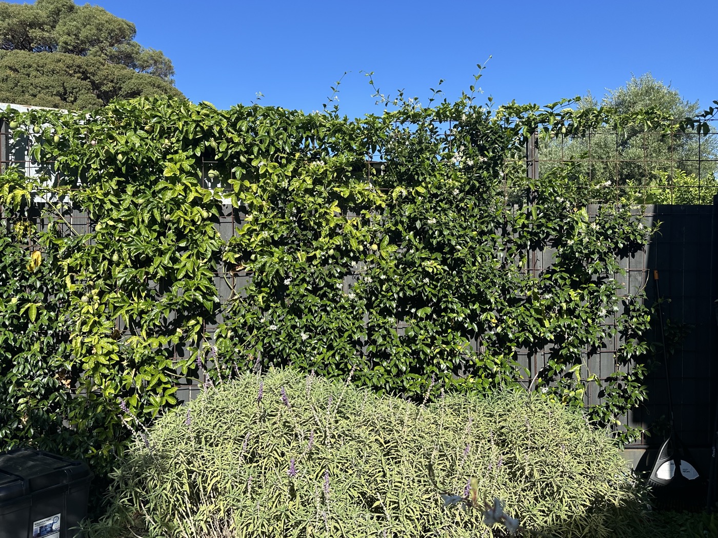 Dense star jasmine on trellis