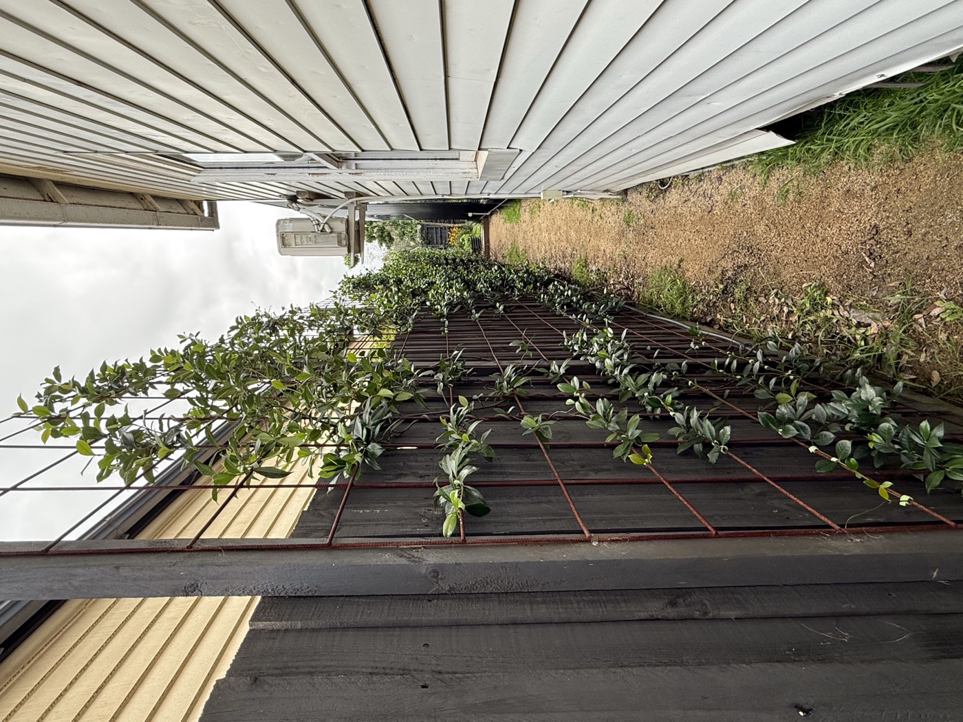 Side passage regrowth spreading