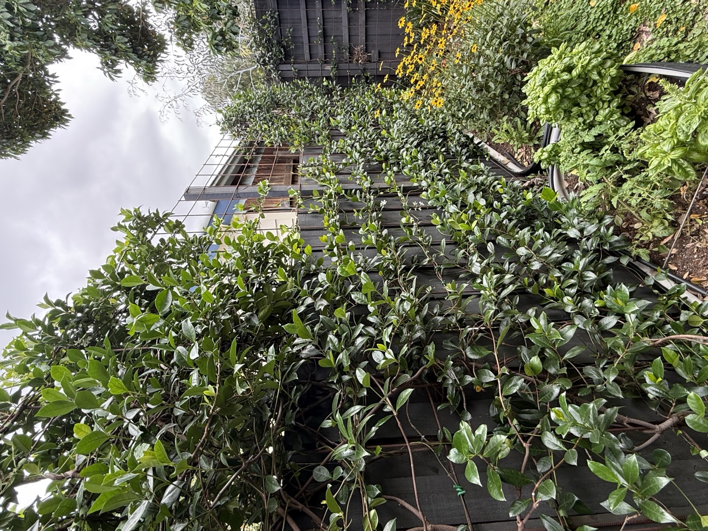 West garden after re-pruning