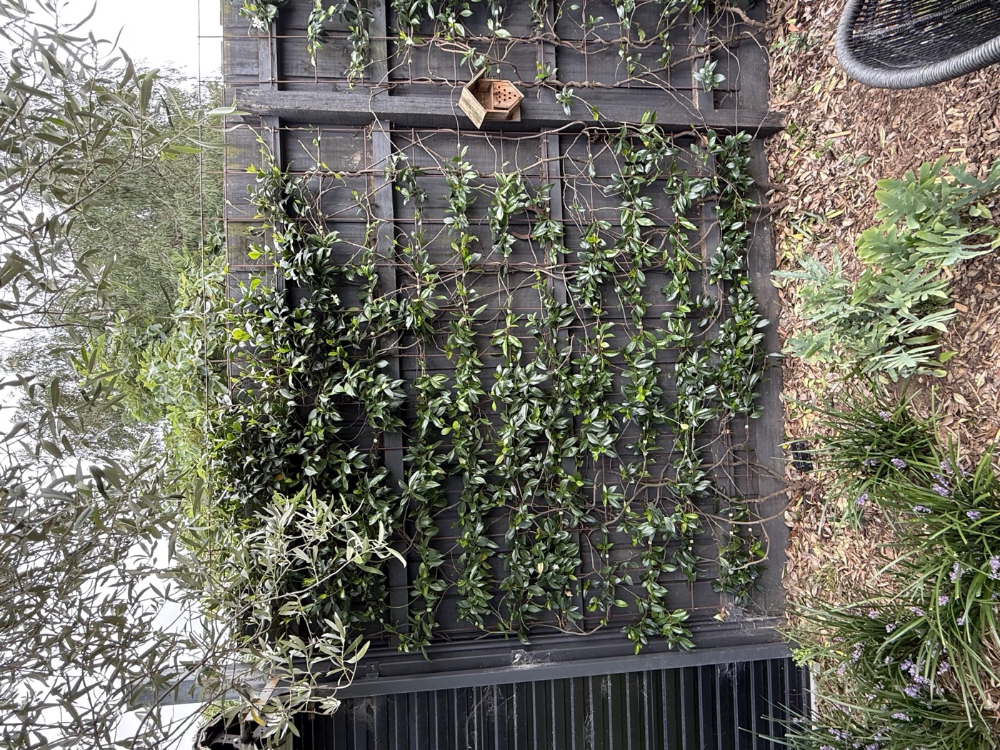 North garden with bee hotel