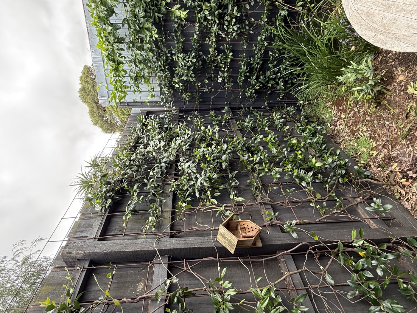 North garden wider view