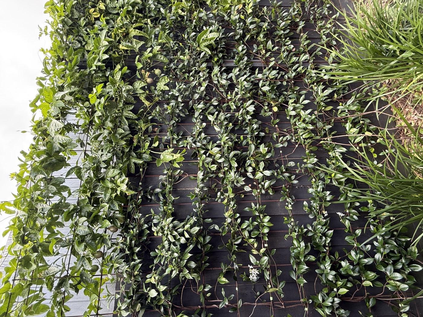 North garden dense coverage