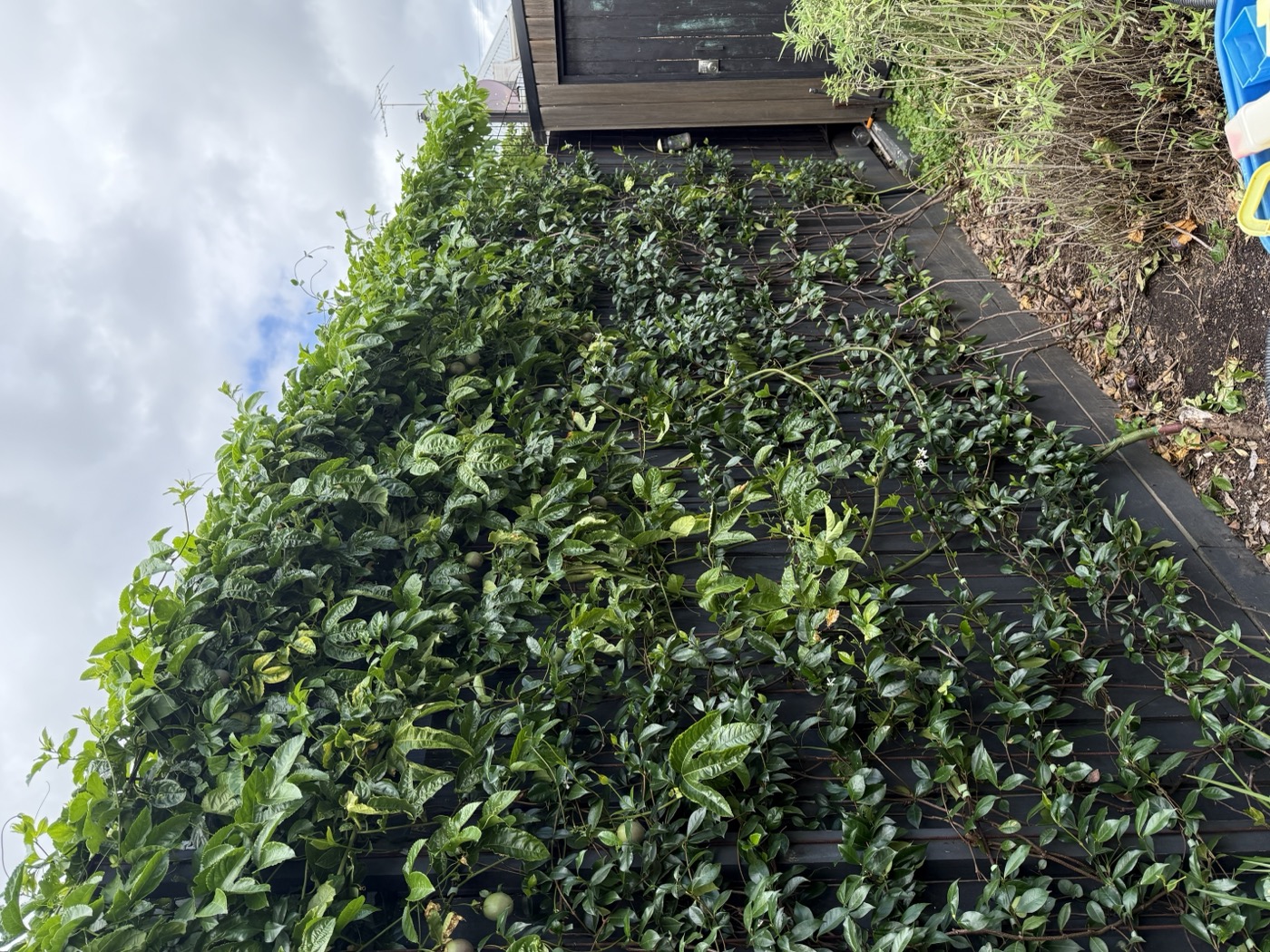 East back with passionfruit mixing in