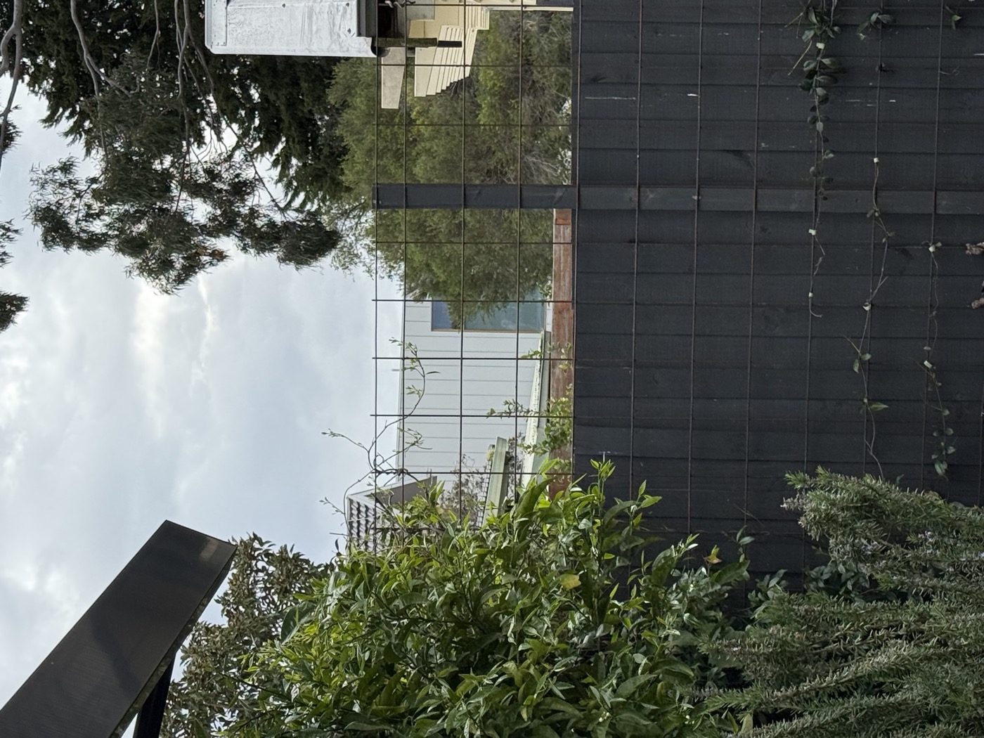 West garden bare trellis after prune