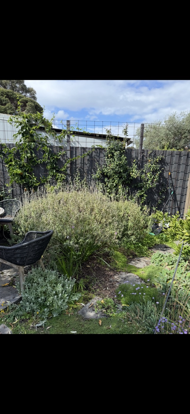 East back garden at its patchiest